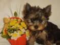 /album/fotogalerie/a1276717400-100410433-1-obrazky-yorkshire-terrier-s-pp-1276717400-jpg/