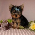 /album/fotogalerie/a1337019478-376303106-2-yorkshire-terrier-tiny-cute-puppy-male-2-months-old-williamsburg-jpg/