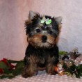 /album/fotogalerie/a1343732074-421583459-3-yorkshire-terrier-puppies-available-cape-town-jpg/
